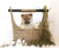 Echo , a female Shiba Inu for sale in Platteville, WI – Photo 1 of 3