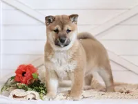Echo , a female Shiba Inu for sale in Platteville, WI – Photo 3 of 7