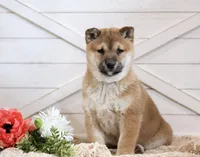 Echo , a female Shiba Inu for sale in Platteville, WI – Photo 4 of 7