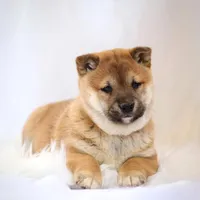 Echo , a female Shiba Inu for sale in Platteville, WI – Photo 7 of 7