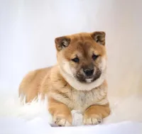 Echo , a female Shiba Inu for sale in Platteville, WI – Photo 3 of 3