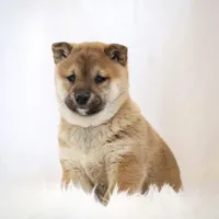 Echo , a female Shiba Inu for sale in Platteville, WI – Photo 6 of 7