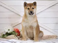 Echo , a female Shiba Inu for sale in Platteville, WI – Photo 2 of 7