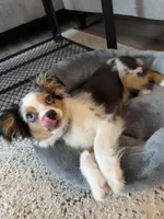 Arlo, a male Toy Australian Shepherd for sale in Orlando, FL – Photo 2 of 10