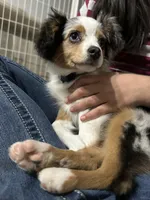 Arlo, a male Toy Australian Shepherd for sale in Orlando, FL – Photo 6 of 10