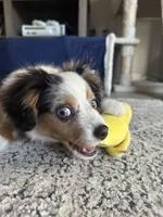 Arlo, a male Toy Australian Shepherd for sale in Orlando, FL – Photo 10 of 10