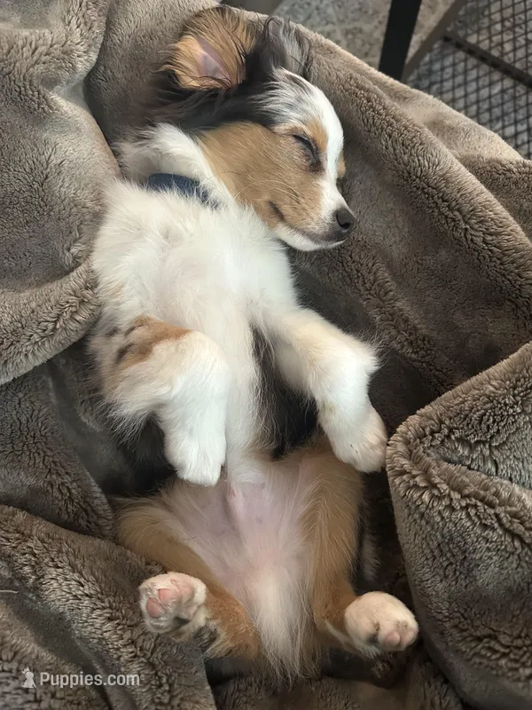 Arlo, a male Toy Australian Shepherd for sale in Orlando, FL – Photo 1 of 10