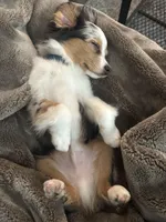 Arlo, a male Toy Australian Shepherd for sale in Orlando, FL – Photo 1 of 10