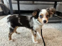 Arlo, a male Toy Australian Shepherd for sale in Orlando, FL – Photo 3 of 10