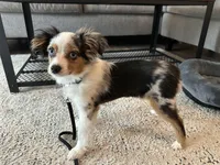 Arlo, a male Toy Australian Shepherd for sale in Orlando, FL – Photo 4 of 10