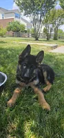 Girl 1, a female German Shepherd Dog for sale in Stafford, VA – 5 of 8