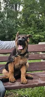Boy2 , a male German Shepherd Dog for sale in Stafford, VA – 3 of 10