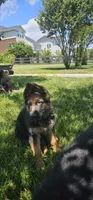 Boy 3, a male German Shepherd Dog for sale in Stafford, VA – 2 of 6
