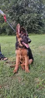 Boy1 , a male German Shepherd Dog for sale in Stafford, VA – 4 of 10