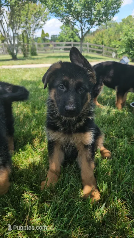 Boy2  – German Shepherd Dog puppy for sale in Stafford, VA