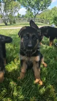 Boy2 , a male German Shepherd Dog for sale in Stafford, VA – 3 of 8