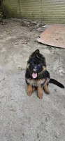 Girl 2 , a female German Shepherd Dog for sale in Stafford, VA – 3 of 10