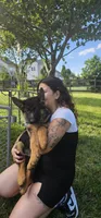 Girl 1, a female German Shepherd Dog for sale in Stafford, VA – 3 of 8