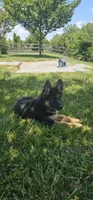 Girl 1, a female German Shepherd Dog for sale in Stafford, VA – 2 of 8