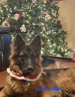 Boy2 , a male German Shepherd Dog for sale in Stafford, VA – 8 of 10