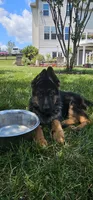 Boy1 , a male German Shepherd Dog for sale in Stafford, VA – 4 of 9
