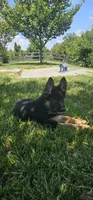 Girl 1, a female German Shepherd Dog for sale in Stafford, VA – 6 of 8