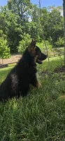 Boy1 , a male German Shepherd Dog for sale in Stafford, VA – 7 of 9