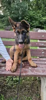 Boy1 , a male German Shepherd Dog for sale in Stafford, VA – 3 of 10