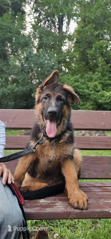 Boy2  – German Shepherd Dog puppy for sale in Stafford, VA