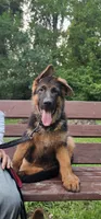 Boy2 , a male German Shepherd Dog for sale in Stafford, VA – 2 of 10