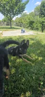 Girl 1, a female German Shepherd Dog for sale in Stafford, VA – 4 of 8