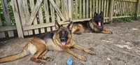 Boy1 , a male German Shepherd Dog for sale in Stafford, VA – 9 of 9