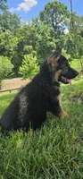 Boy1 , a male German Shepherd Dog for sale in Stafford, VA – 2 of 9