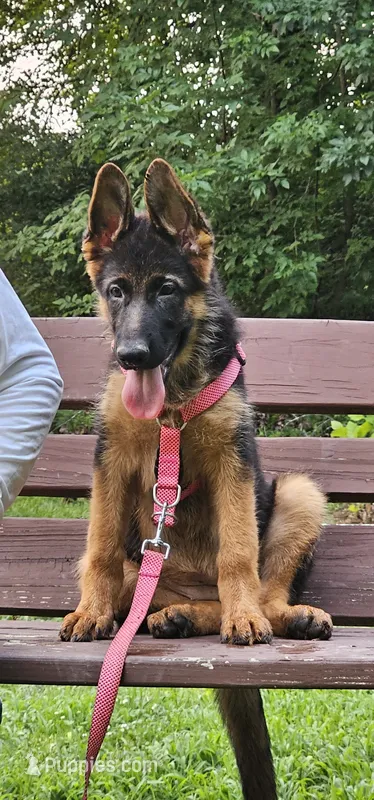 Girl 1 – German Shepherd Dog puppy for sale in Stafford, VA