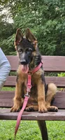 Girl 1, a female German Shepherd Dog for sale in Stafford, VA – 2 of 10
