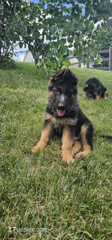 Boy1  – German Shepherd Dog puppy for sale in Stafford, VA