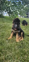 Boy1 , a male German Shepherd Dog for sale in Stafford, VA – 3 of 9