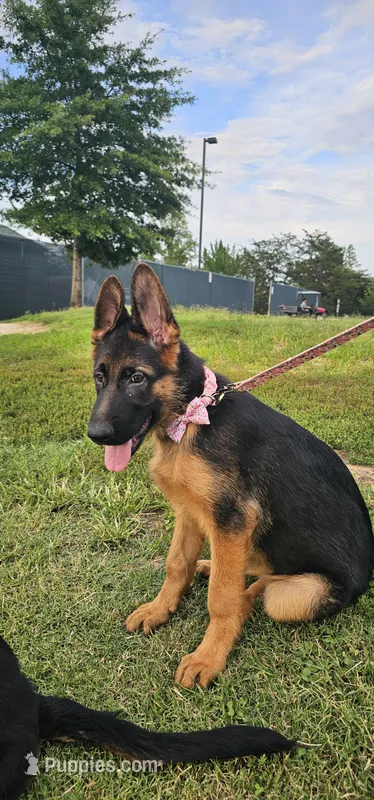 Girl 1 – German Shepherd Dog puppy for sale in Stafford, VA