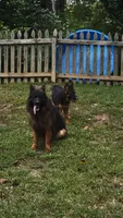Jase, a female German Shepherd Dog for sale in Stafford, VA – 10 of 10