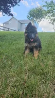 Black diamond, a female German Shepherd Dog for sale in Stafford, VA – 5 of 5