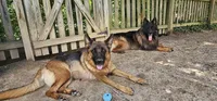 Girl 1, a female German Shepherd Dog for sale in Stafford, VA – 7 of 8