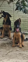 Girl 1, a female German Shepherd Dog for sale in Stafford, VA – 3 of 10