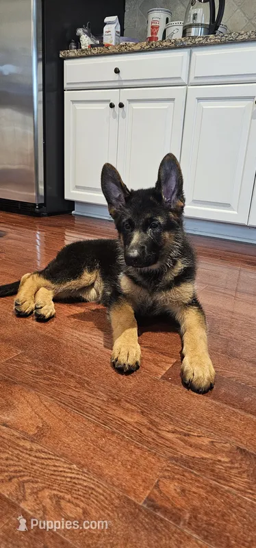 Girl 1 – German Shepherd Dog puppy for sale in Stafford, VA