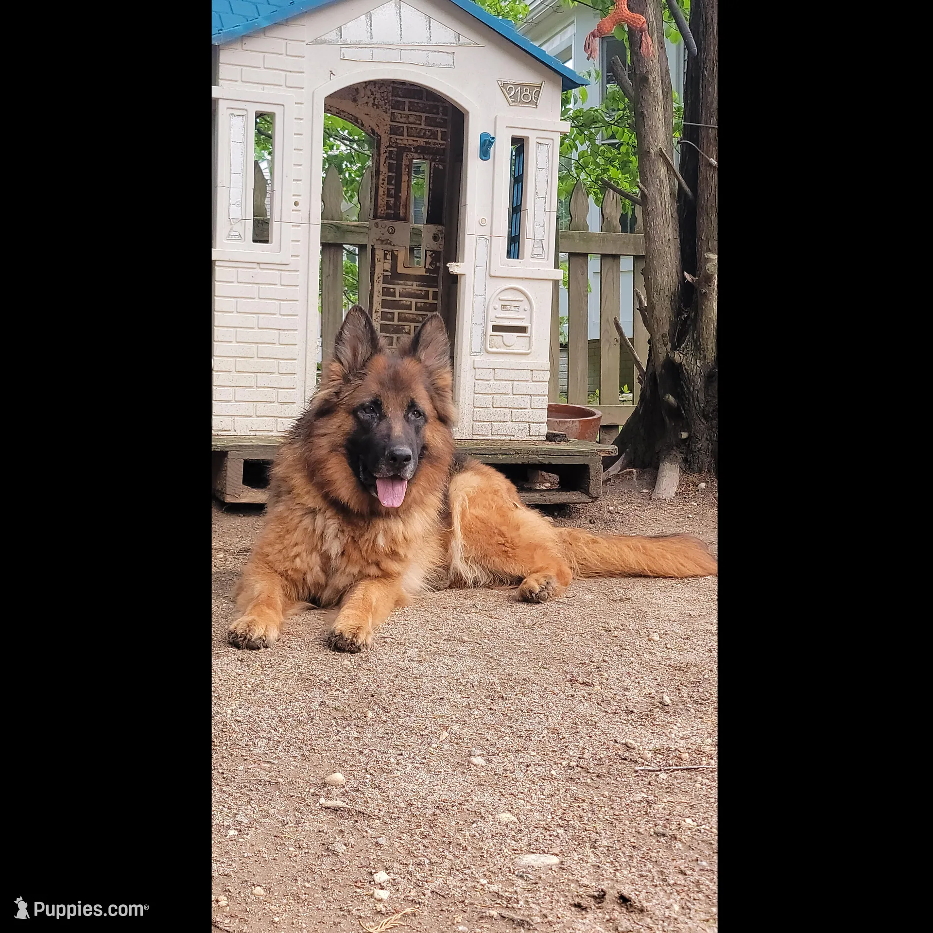 Lily, a female German Shepherd Dog for sale in Stafford, VA – Photo 5 of 8