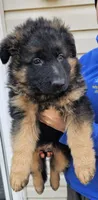 Lily, a female German Shepherd Dog for sale in Stafford, VA – Photo 2 of 8