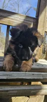Lily, a female German Shepherd Dog for sale in Stafford, VA – Photo 1 of 8
