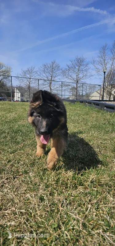 Lily – German Shepherd Dog puppy for sale in Stafford, VA
