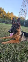 Jase, a female German Shepherd Dog for sale in Stafford, VA – 7 of 10