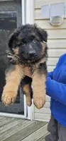 Teddy Bear , a female German Shepherd Dog for sale in Stafford, VA – Photo 4 of 9