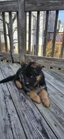 Teddy Bear , a female German Shepherd Dog for sale in Stafford, VA – Photo 5 of 9